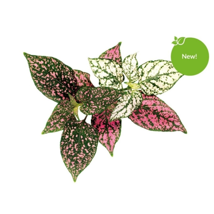 Click & Grow - Smart Garden Refill 3-pakning - Polka Dot Plant (SGR48X3) i gruppen SPORT, FRITID & HOBBY / Morsomme produkter / Smarte produkter hos TP E-commerce Nordic AB (C93816)